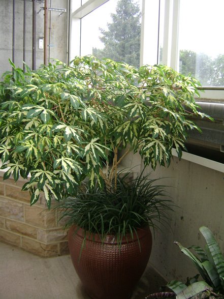 Manihot με liriope ως υποβιβασμό