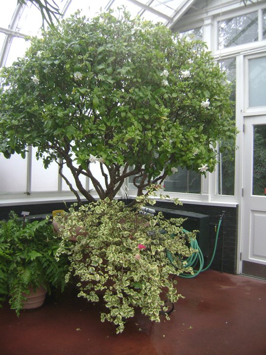 Gardenia σε δοχείο