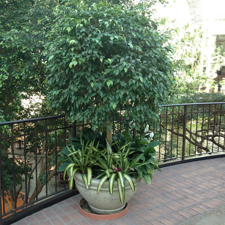 βρωμιάδες κάτω από ένα ficus