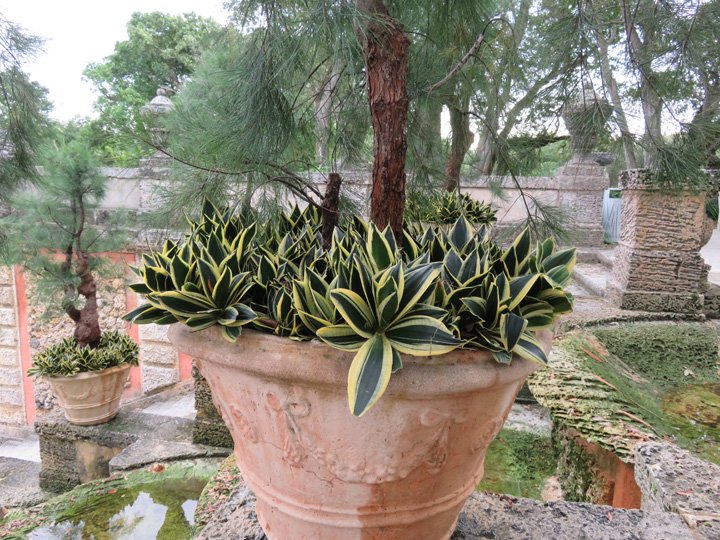 Sansevieria/dracaena underpanting