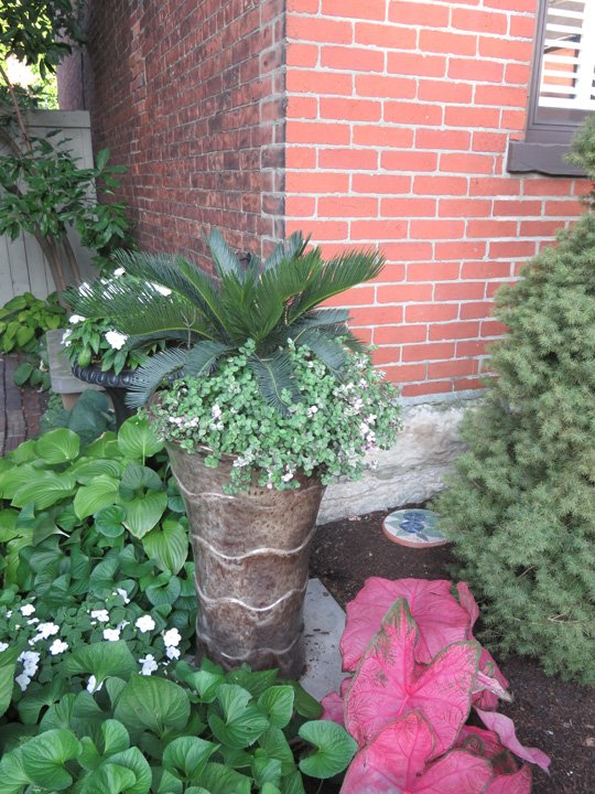 Sago Palm σε ένα τοπίο 