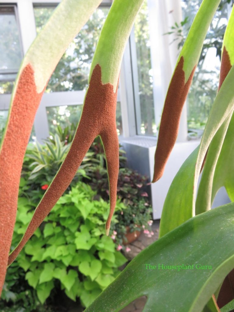Staghorn Fern Fronds με σπόρια