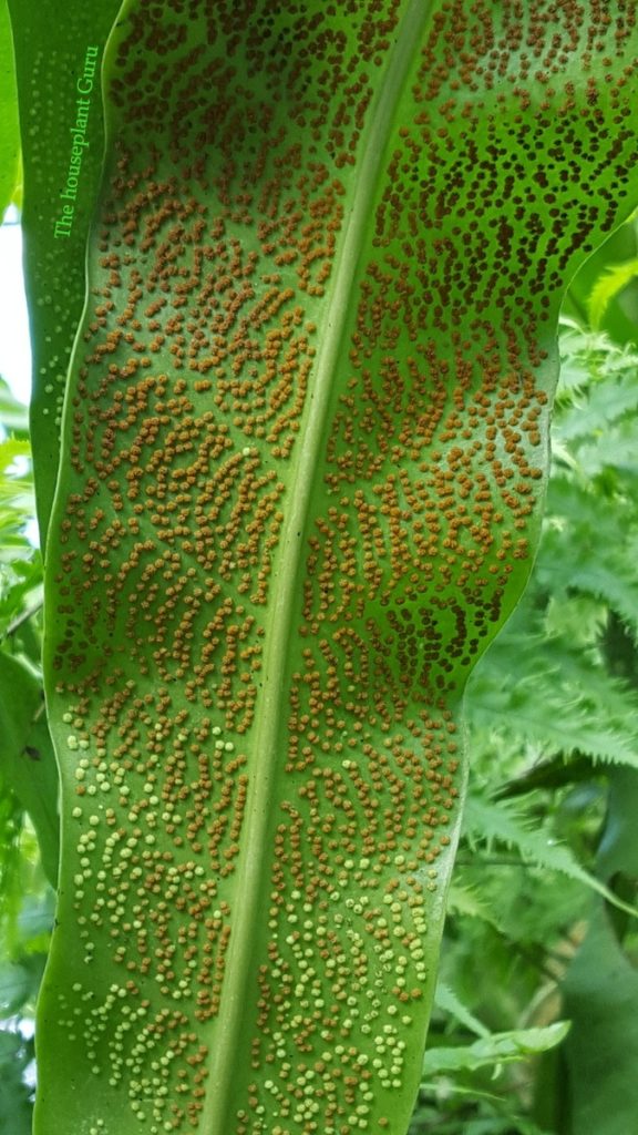 Fern -Frond με σπόρια σε ένα μοτίβο