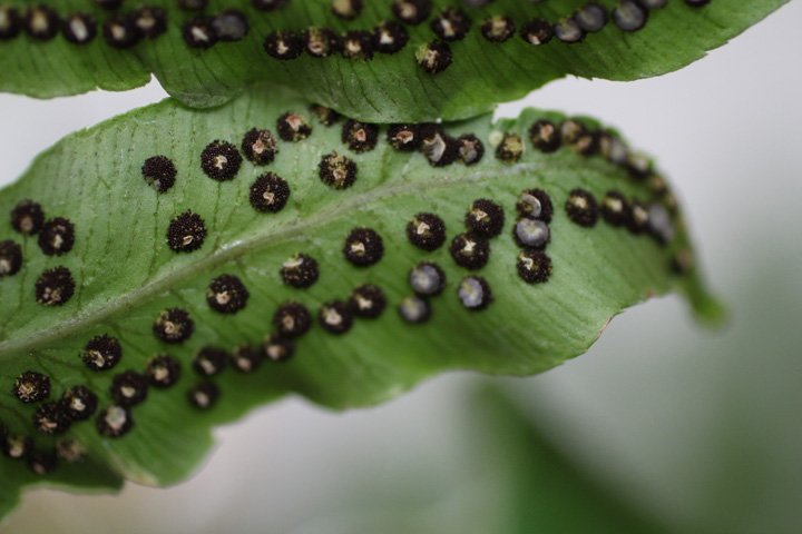 Σπόρια στην κάτω πλευρά του Fern Fond