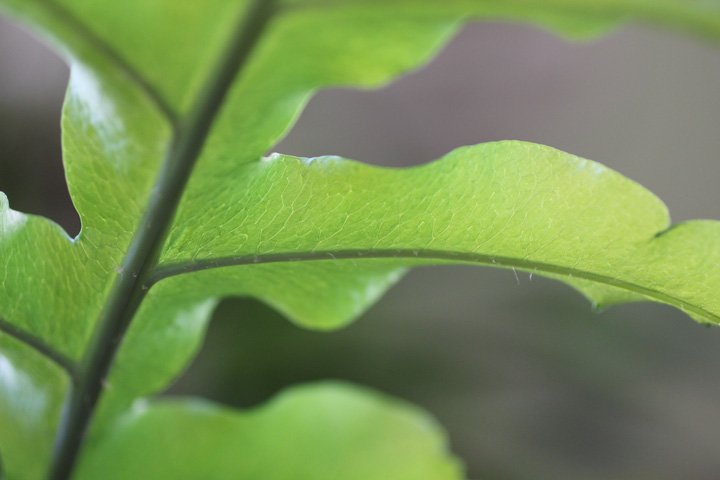 Fern -Frond χωρίς σπόρια