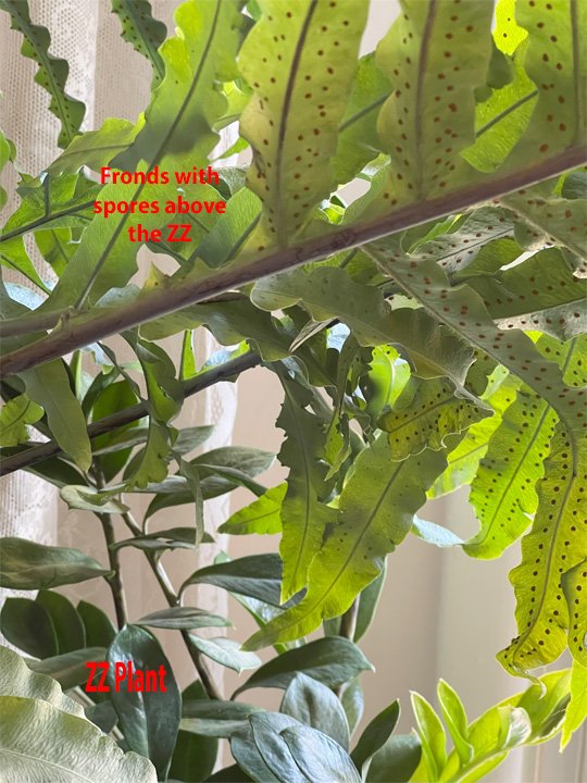 Fern Fronds με σπόρια