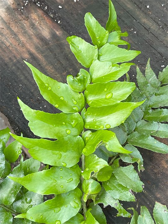 Holly Fern -Frond