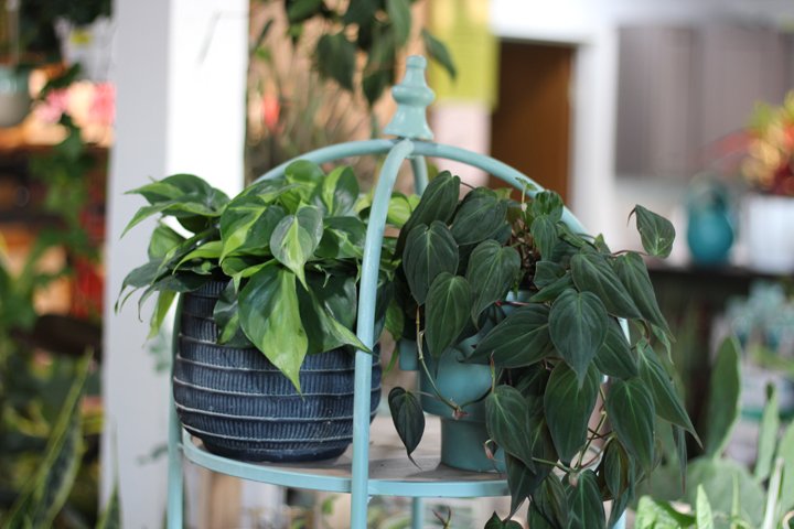 Φύλλα φυτών Philodendron