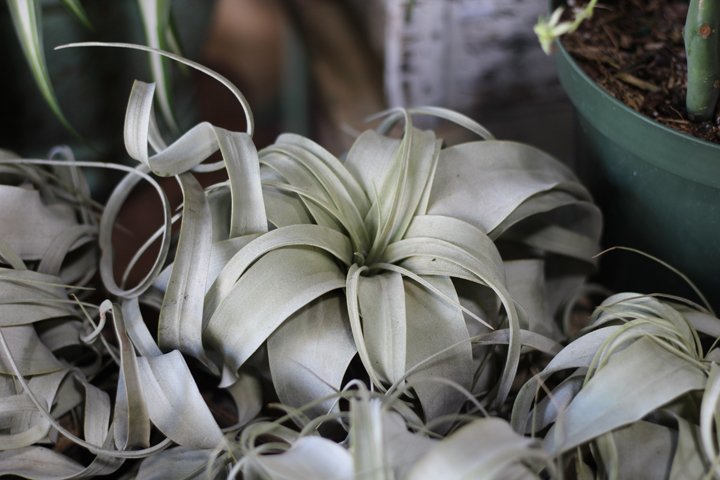 Tillandsia xerographica