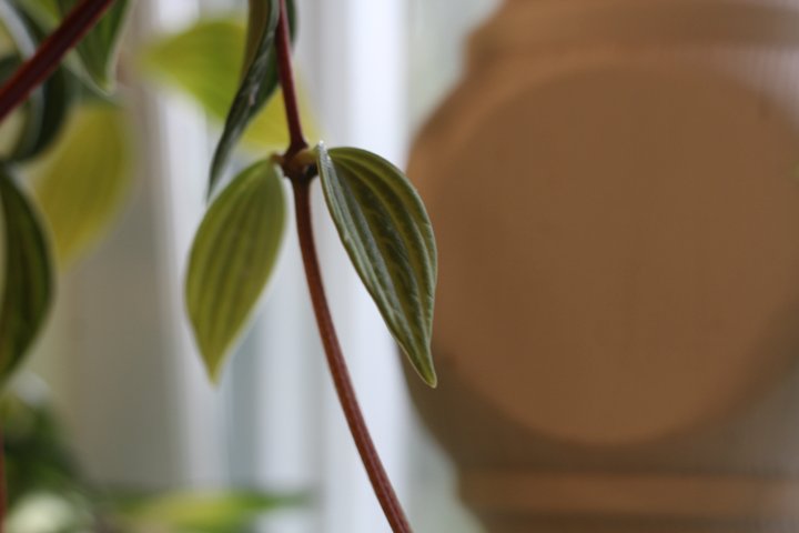 Φύση φυτών Peperomia puteolata