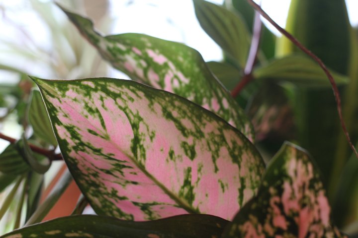 Φύλλα φυτών Aglaonema