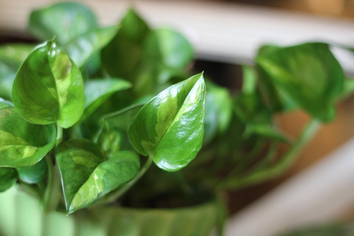 Φυτά φυτών Pothos