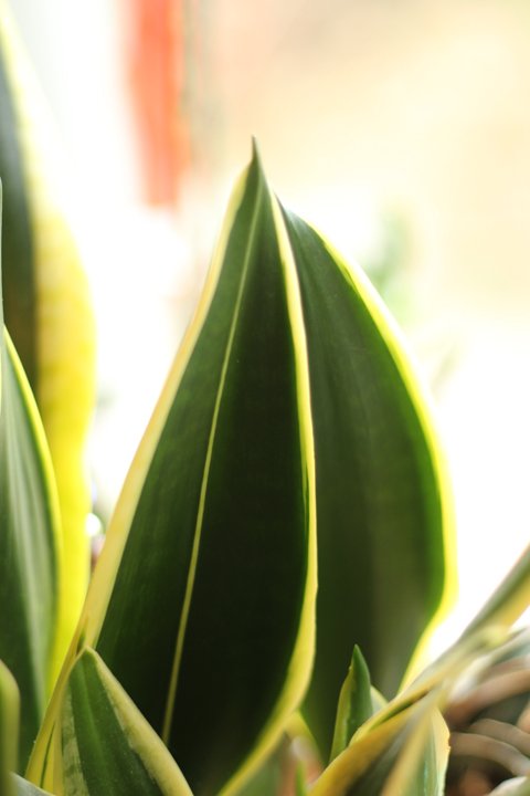 Φυτά φυτών Dracaena Trifasciata