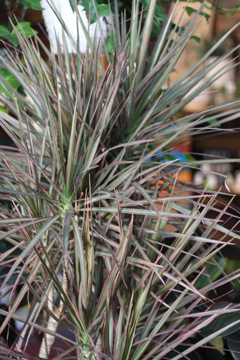 Dracaena marginata ή δέντρο δράκων