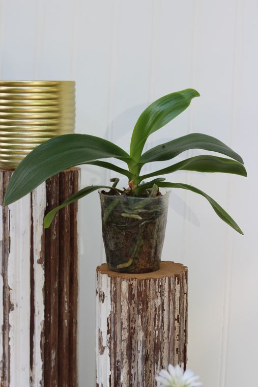ορχιδέα Phalaenopsis