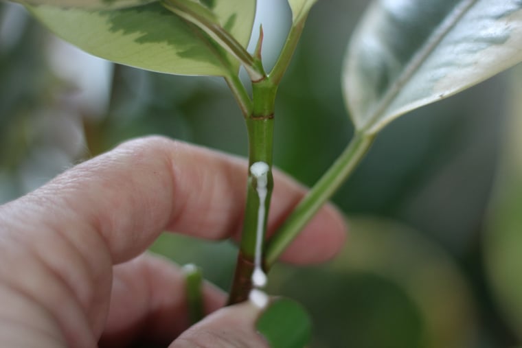 λατέξ στο Ficus elastica