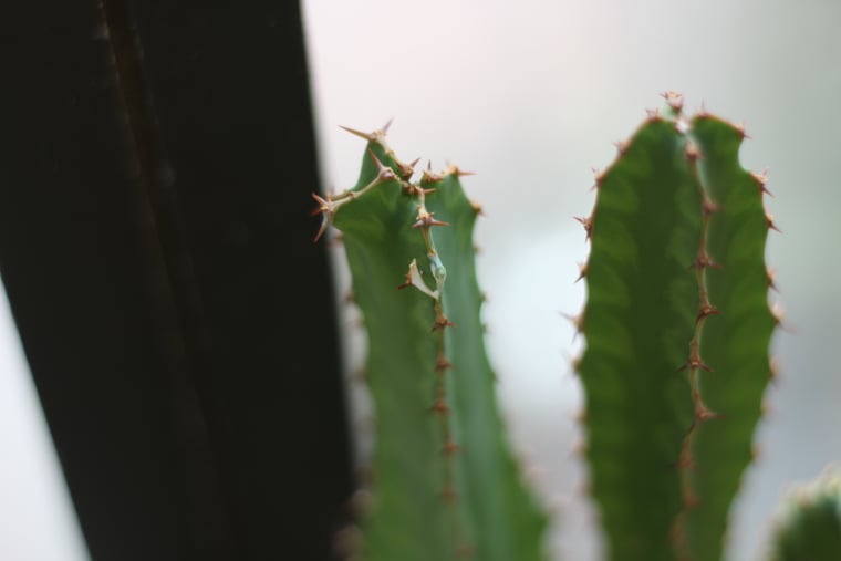 Euphorbia Latex σε κατεστραμμένο εργοστάσιο