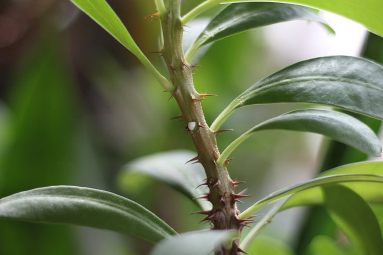Euphorbia Milius Latex