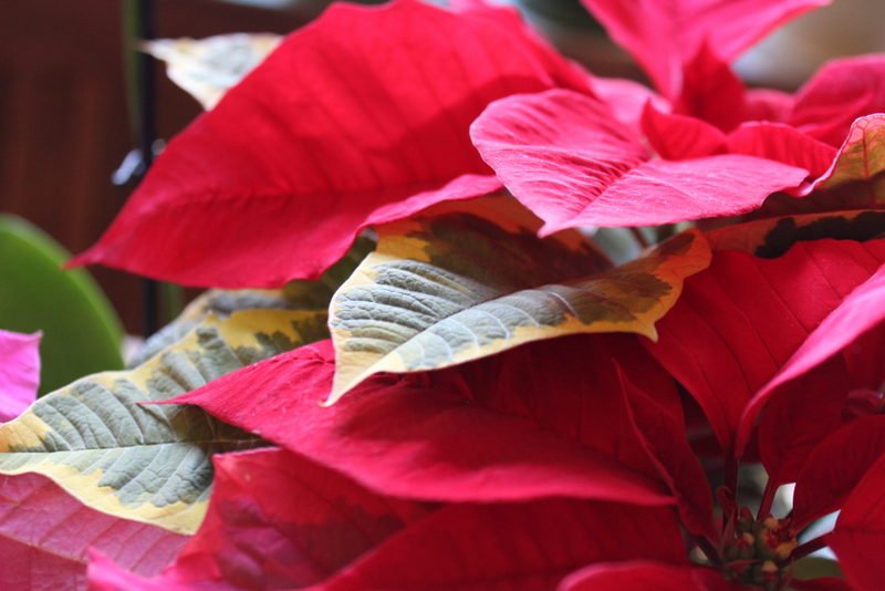 Ταπετσαρία της Poinsettia" ή φουσκωμένη Poinsettia