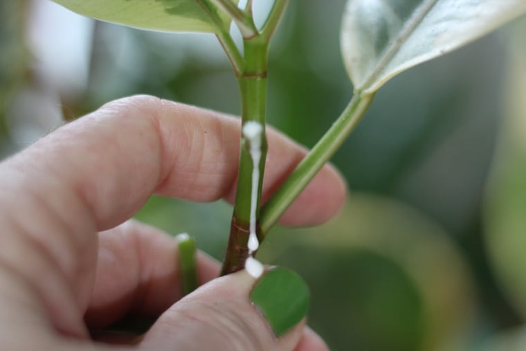 Λατέξ στο Ficus elastica