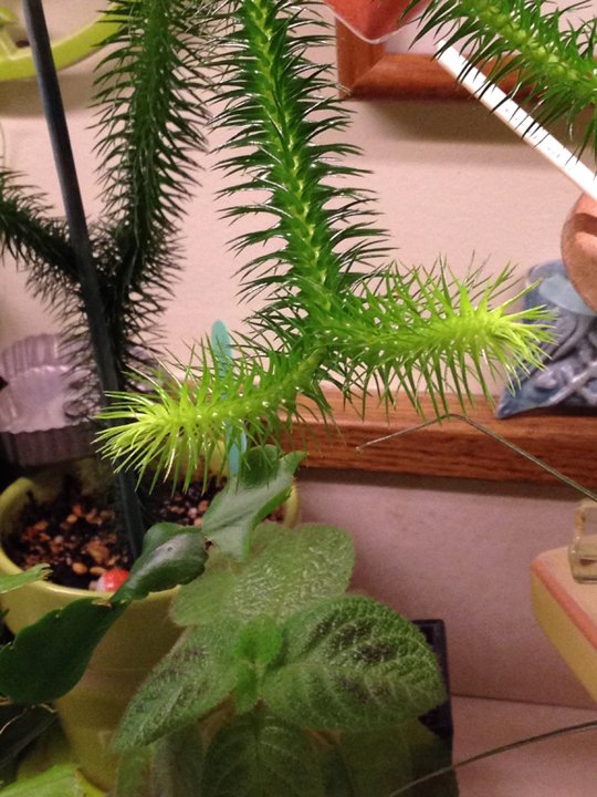 Lycopodium squarrosa (Huperzia)