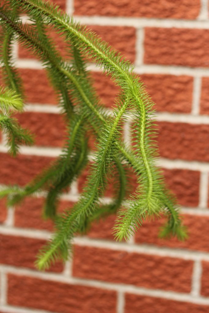 Στέλεχος Lycopodium (Huperzia)