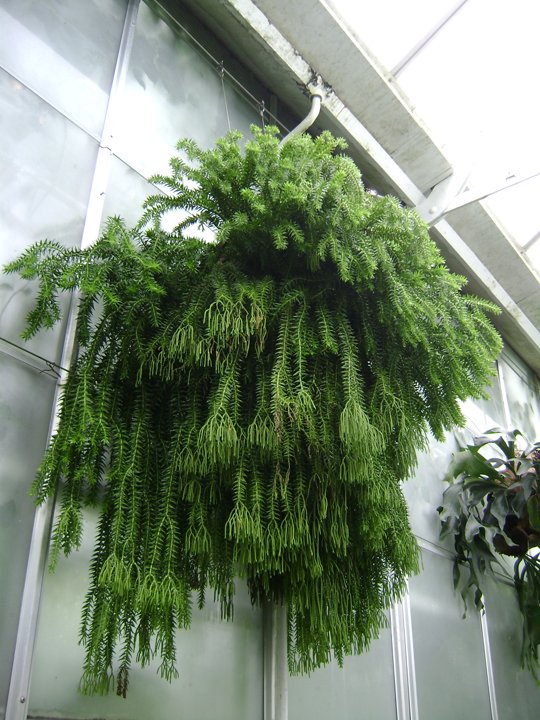 Lycopodium στο Longwood