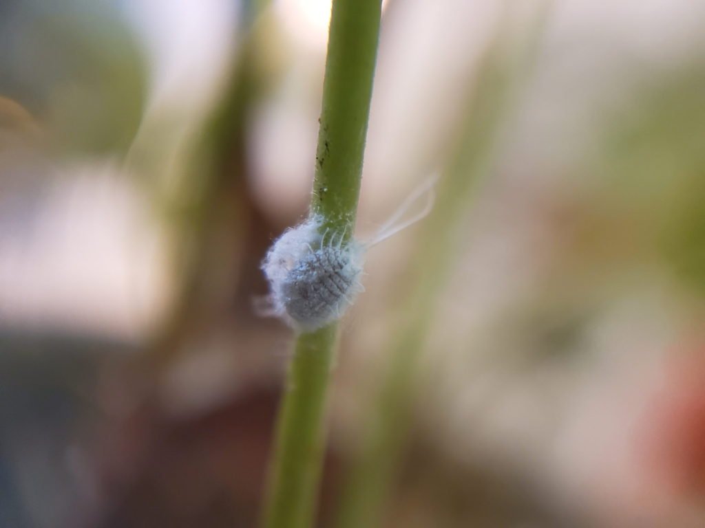 Mealybug σε ένα φυτό εσωτερικού χώρου