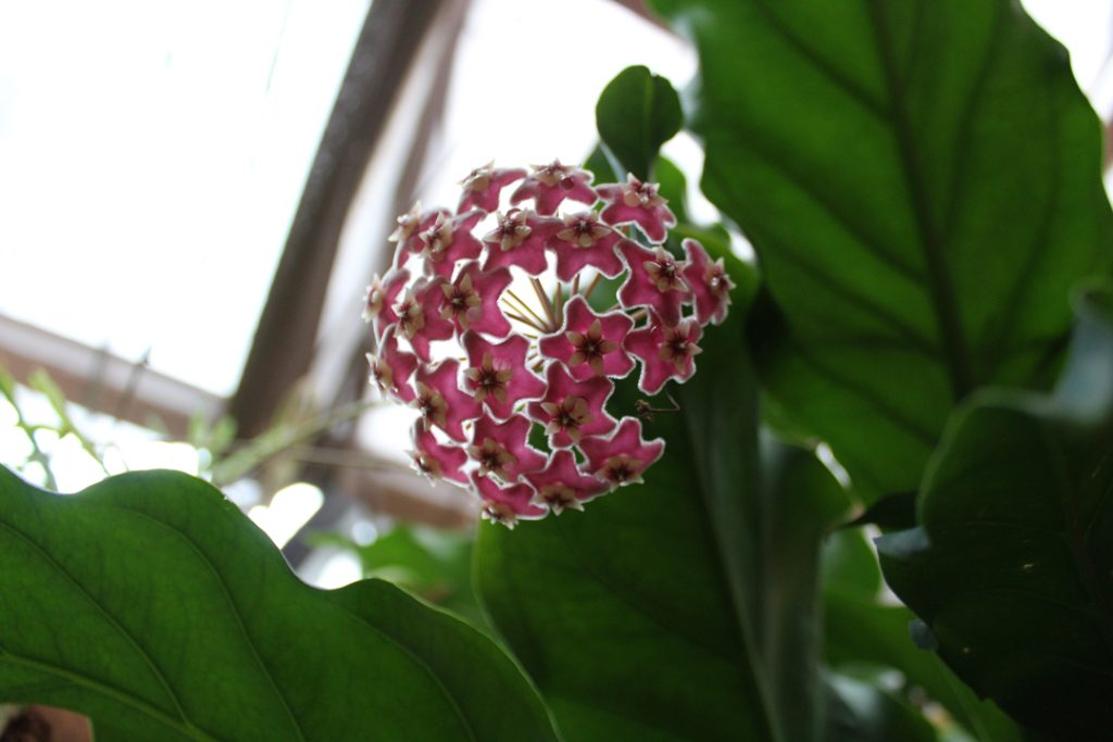 Hoya Pubalyx Bloom