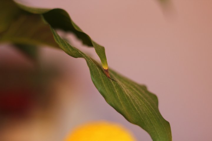 Brown Brown Spathiphyllum