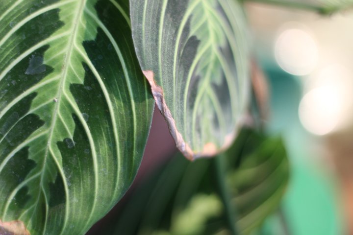 Prity Plant Brown Leaf Edge