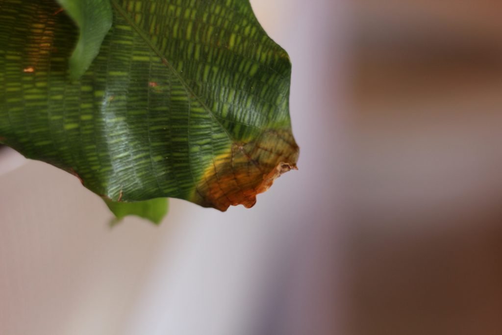Brown House -Plant Leaf Συμβουλή