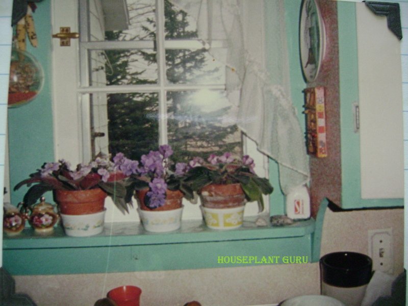 Αφρικανικές βιολέτες στο Windowsill