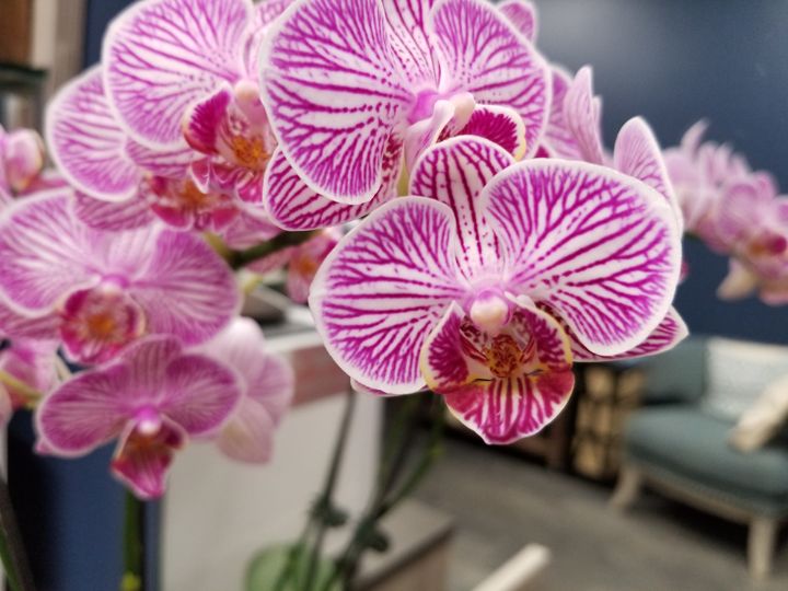 Ορχιδέα Phalaenopsis