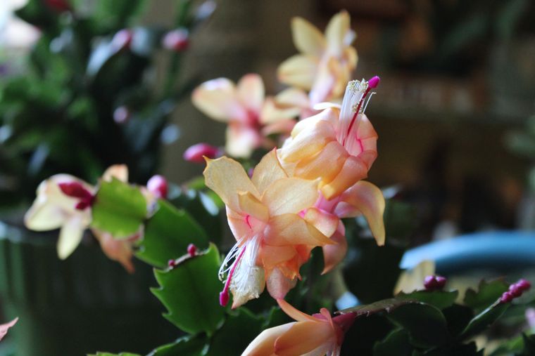 Cactus διακοπών ροδάκινου