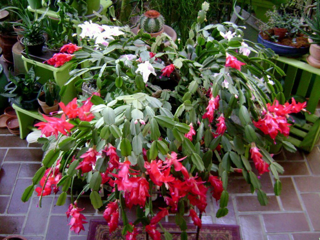 Cactus των Ευχαριστιών