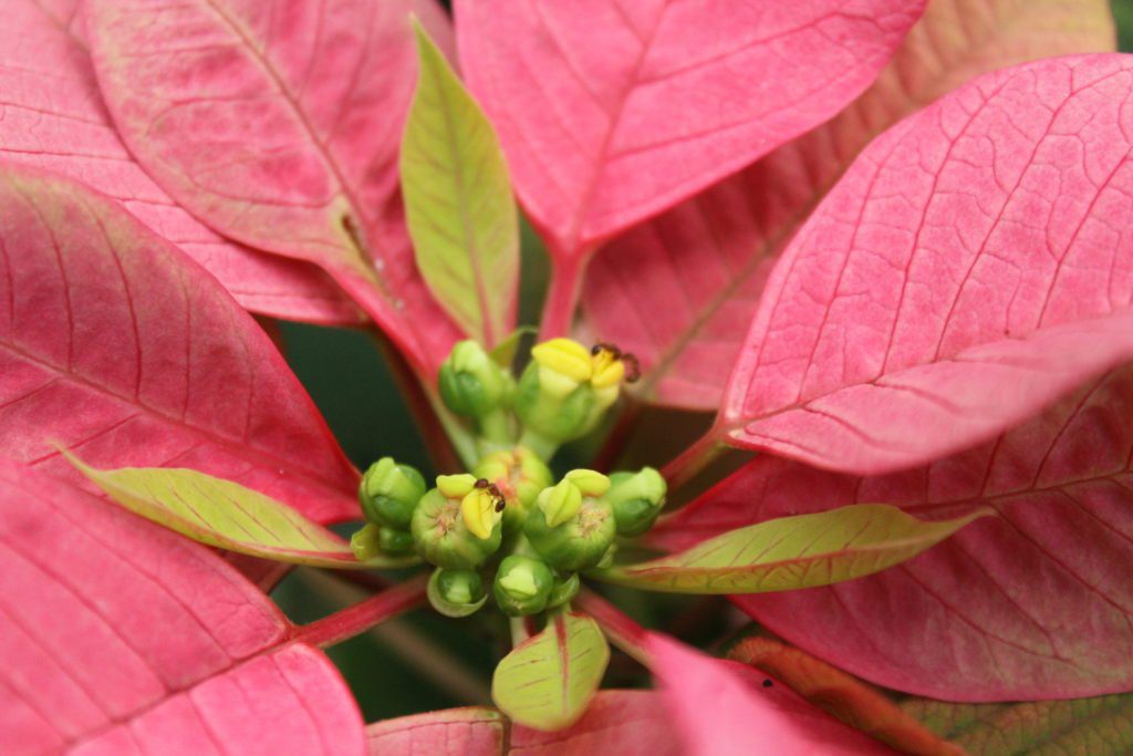 Κύταριο Poinsettia