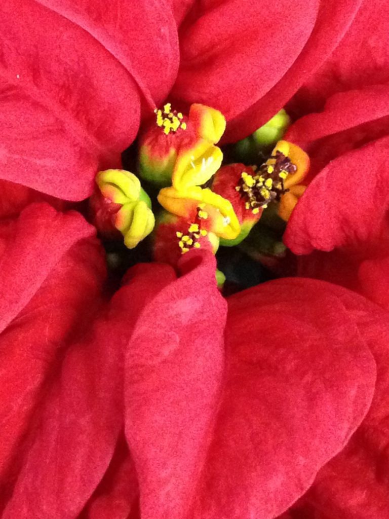 Yyathium poinsettia