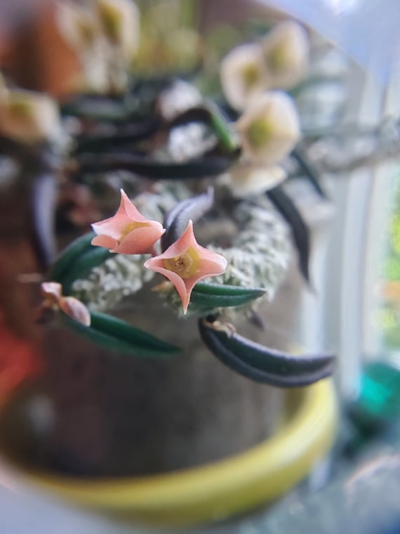 Euphorbia Cyathium