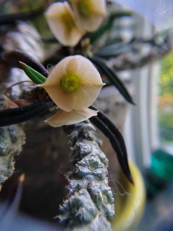 Euphorbia francoisii λουλούδι
