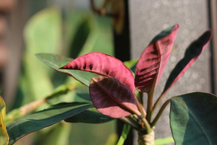Φύλλα πλάτη του Euphorbia millotii