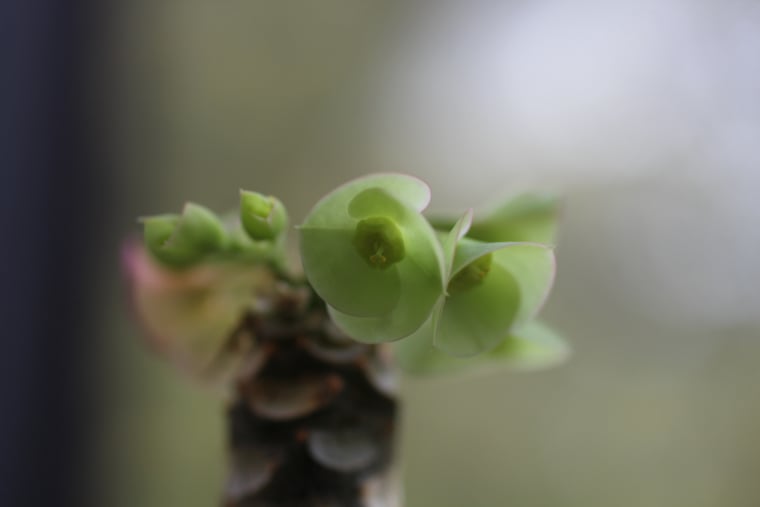 Euphorbia Flowers