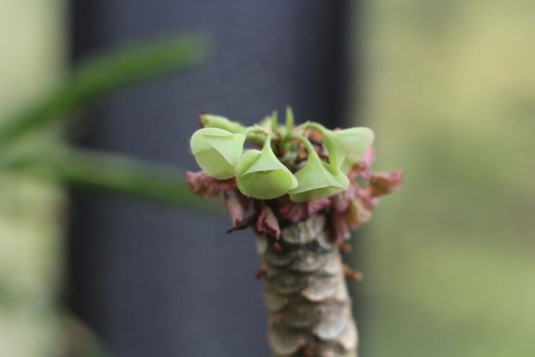 Νέο και παλιό Cyathium