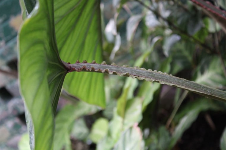 Philodendron Plowmanii