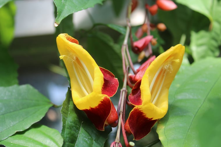 Thunbergia mysorensis