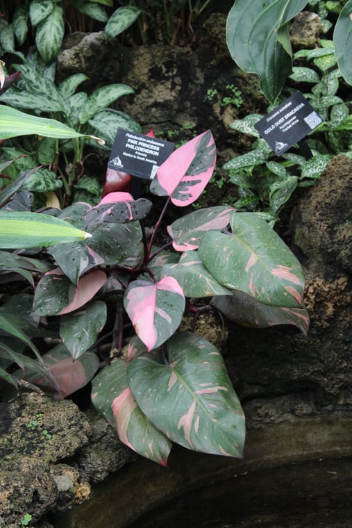 Pink Princess Philodendron