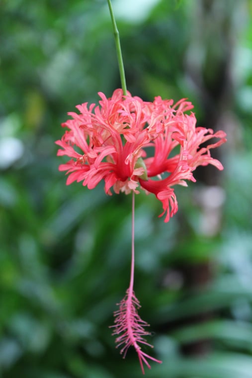 Hibiscus schizopetalus