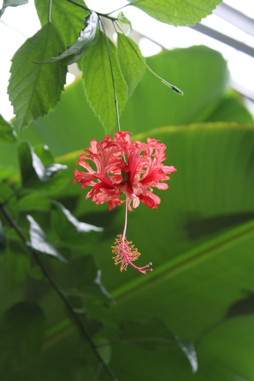 Hibiscus schizopetalus
