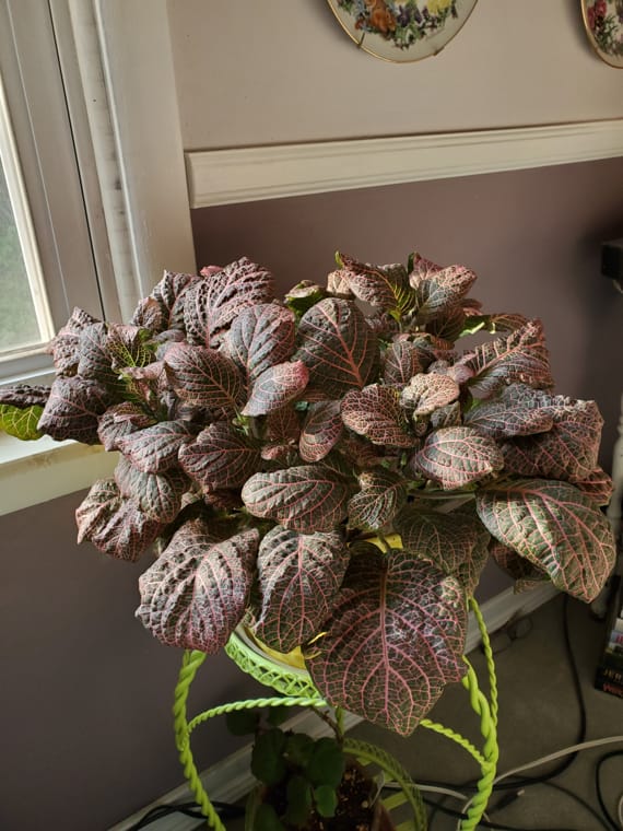 Fittonia 'Pink Wave'