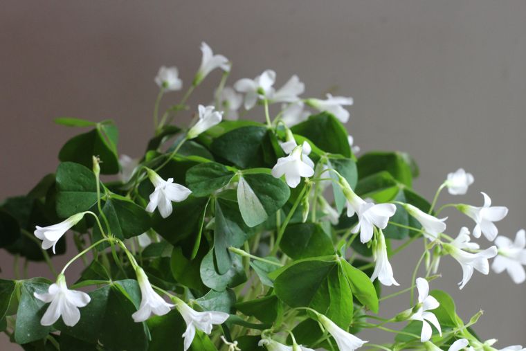 πράσινο Oxalis